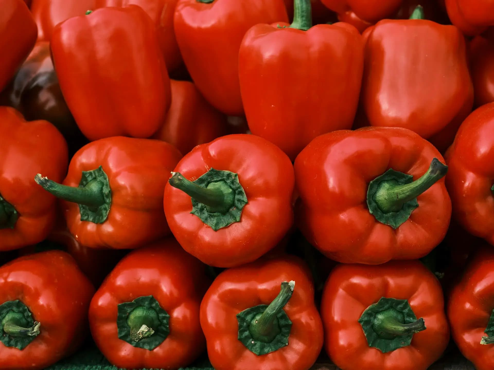 Freshly harvested red peppers