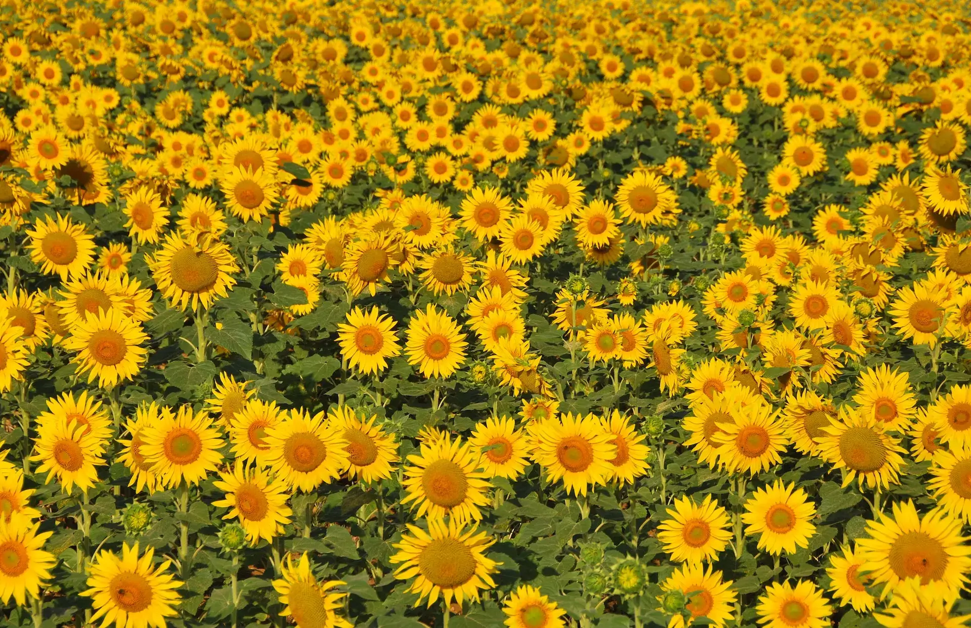 Campo di girasoli